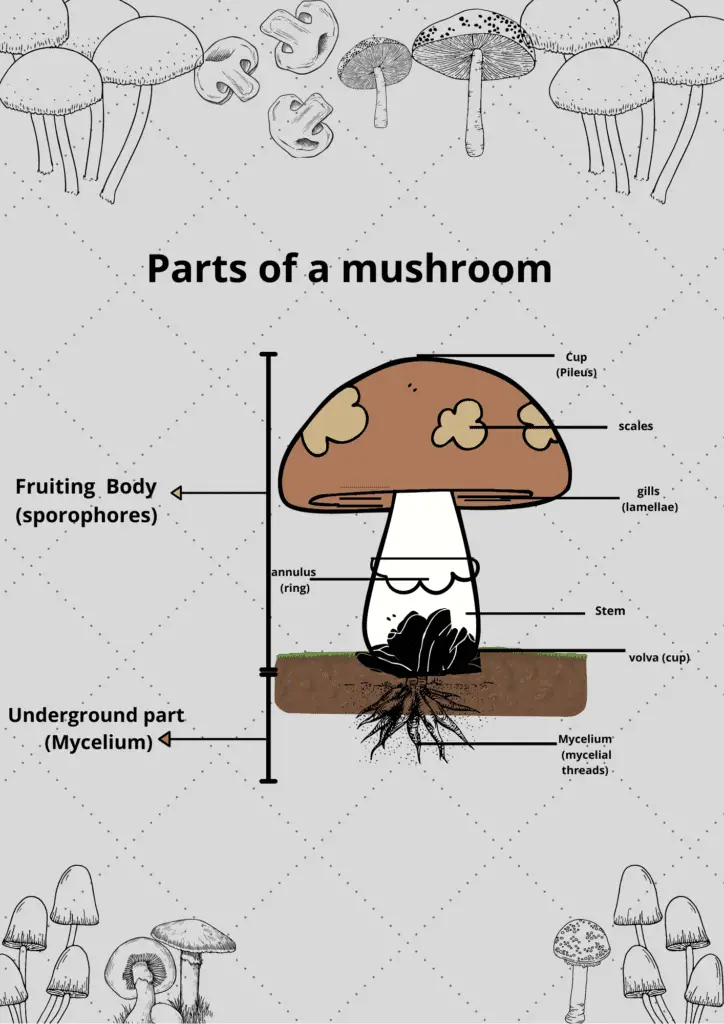 mushroom farming business plan in kannada