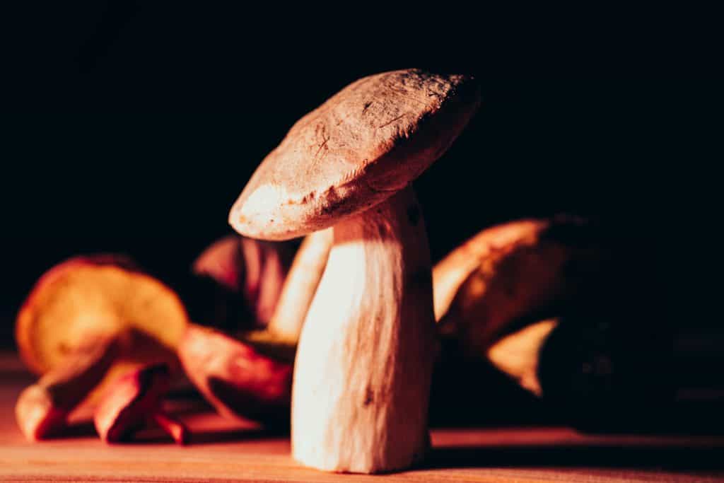mushroom growing business plan